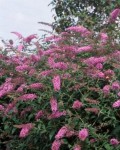 arbres aux papillonsbuddleia_pink_delight.jpg