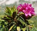 rhododendron_2.jpg